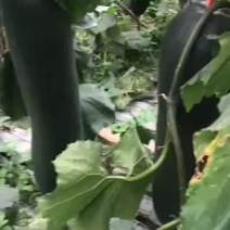 黑皮冬瓜代办