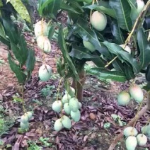 产地直销批发芒果🥭