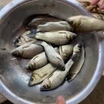 5-10条的中科三号鲫鱼，江都鲫鱼常州鲫鱼开始出售
