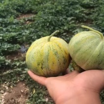 八里香甜瓜，哈密瓜根嫁接