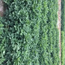 鲜花生，正宗天武，比白沙优质百倍，花生种植基地