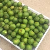 威海青皮无花果春果上市啦