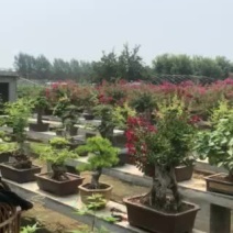 大园盆景，喜欢联系，百年老桩古桩紫薇大几百颗