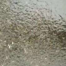 鱼苗批发鲫鱼