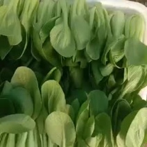 代办上海青提供打冷物流一站服务