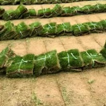 百慕大草坪直销