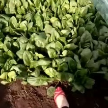 极品菠菜欢迎考察订购