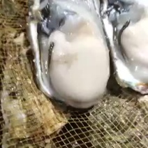 海鲜生蚝鲜活生蚝大牡蛎新鲜海蛎子带壳大生蚝肉烧烤专用