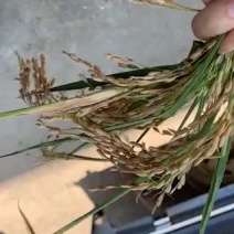 稻谷