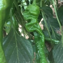 螺丝椒