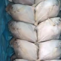银鲳鱼新鲜冷冻东海白鲳