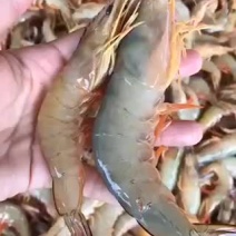 白虾、麻虾
