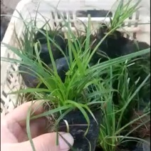 青绿苔草基地直供质优价廉欢迎实地考察