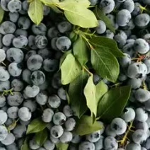 辽源市东丰县蓝莓种植户