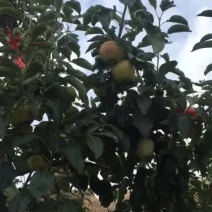 金世纪苹果