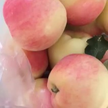 纸加膜三色套袋金世纪苹果大量上市