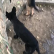 精品东德牧羊犬出售