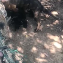 东德牧羊犬长期出售