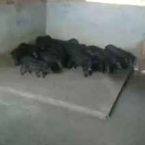 藏香猪
