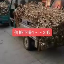 东北独头蒜种，蒜黄蒜种，辫子蒜种