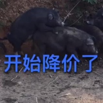 藏香猪