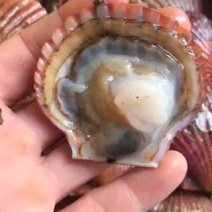 活扇贝鲜活新鲜红扇贝港湾贝小扇贝当天新鲜小红贝蒜蓉扇