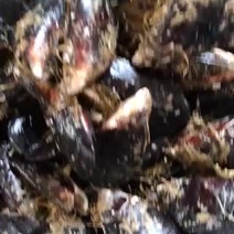 青口贝青口贝鲜活新鲜海虹贻贝海鲜水产贝类淡菜烧