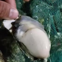 新鲜生蚝鲜活新鲜牡蛎即食海蛎子海鲜水产鲜活打包发货