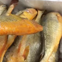 新鲜大黄鱼冰鲜深海鱼类黄鱼海鲜水产新鲜捕捞