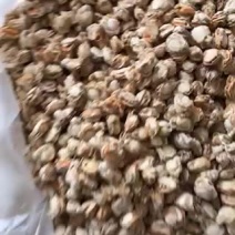 扇贝肉大小规格现剥冷冻大扇贝肉捞汁烧烤货源