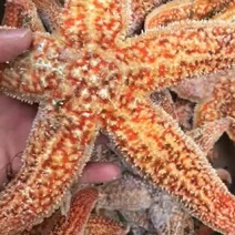 海星海鲜水鲜活海星大海星新鲜五角星海五星满籽熟冻鲜海