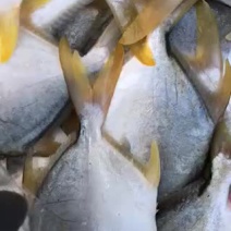金鲳鱼新鲜金鲳鱼海鲜水产大鲳鱼镜鱼平鱼大金鲳
