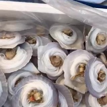 半壳粉丝扇贝蒜蓉扇贝海鲜虾夷扇贝半壳大扇贝烧烤海鲜
