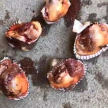 毛蛤血蛤毛蛤鲜活新鲜海鲜水产贝类赤连云港特产蛤蜊毛蚬