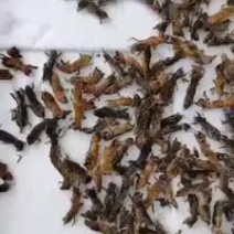 蝼蛄广西地区的，广东地区送货上门欢迎老板们订购