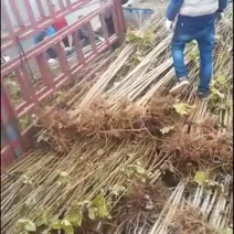 杨树苗1公分2公分3公分107速生杨量大