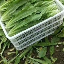 【油麦菜】一手货源无中间商保证新鲜低价对接全国