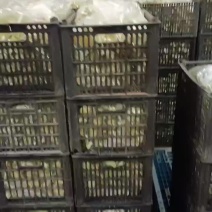 精品咸鸭蛋各种规格货源充足量大从优质量保证欢迎咨询