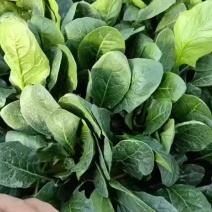 【精】大叶菠菜产地直发全国发货