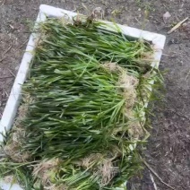 【精】苦草沉水植物苦草承包施工，技术指导量大从优质量好
