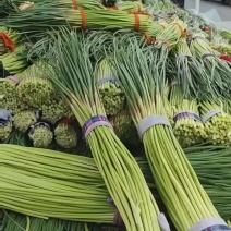 【蒜苔】红帽蒜苔山东精品蒜薹大量上市全国发货对接