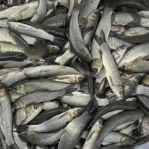 精品草鱼苗成活率高基地直发可视频看货送货上门