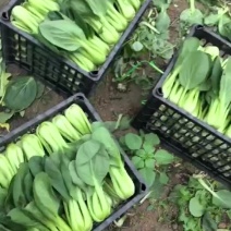 油菜，唐菜大量有货，基地直发，全国发货，欢迎来电咨询