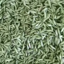 【精品豌豆】一手货源浙江豌豆产地直发一手货源量大价优欢迎