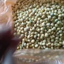 精品黄豆大量上市可视频看货