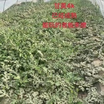 陕西甘美4k西瓜上市品质保障量大从优价格可谈欢迎采购