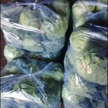 甘肃圆包菜基地一手货源对接电商市场商超可视频看货
