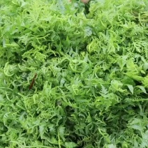 云南水蕨菜新鲜上市可大量对接批发团购市场量大从优