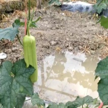 《精选》白玉丝瓜湖南种植大户直发无中间商赚差价对接全国