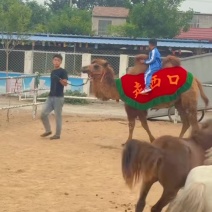 山东通利达养殖场骆驼养殖场直发提供养殖技术
